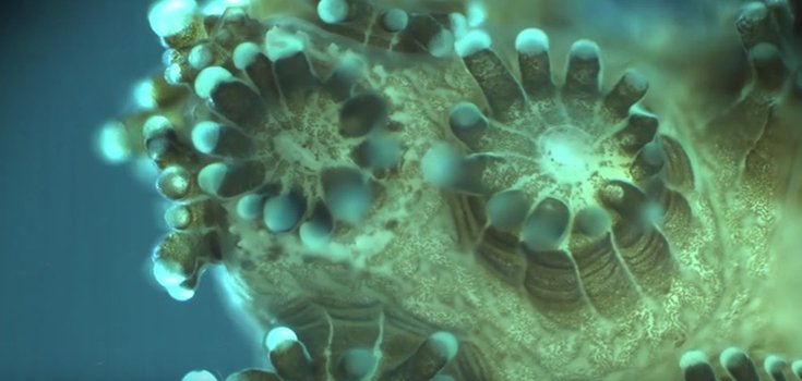 Video: Coral Reefs Caught ‘Dancing’ with High-Tech Microscope