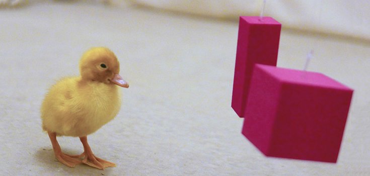 Study: Ducks May Be Able to Think in an Abstract Manner