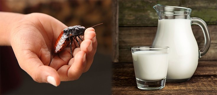Could Cockroach Milk be the Next Superfood?