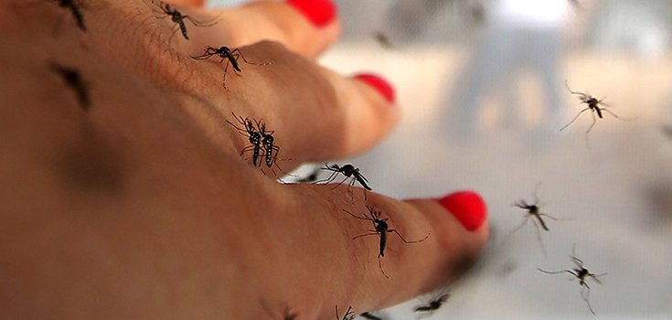 Miami Beach now the 2nd Site of Local Zika Virus Transmission in Florida