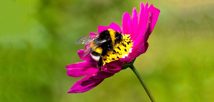 Weird Virus Makes Plants Super Attractive to Bumblebees