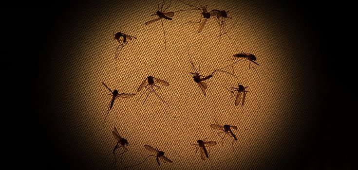 dead mosquitoes
