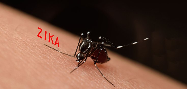 Zika mosquitoes