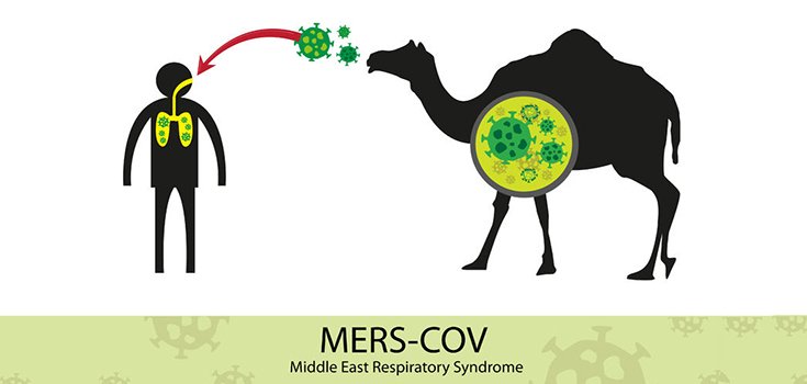 The Common Cold Came From … a Camel?