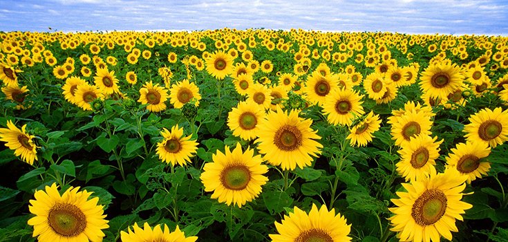 Why Do Sunflowers Turn to the Sun? Researchers Find an Answer