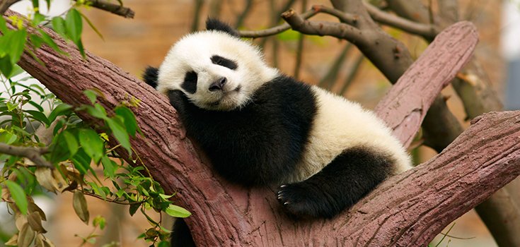 Good News – Giant Pandas Are No Longer Endangered