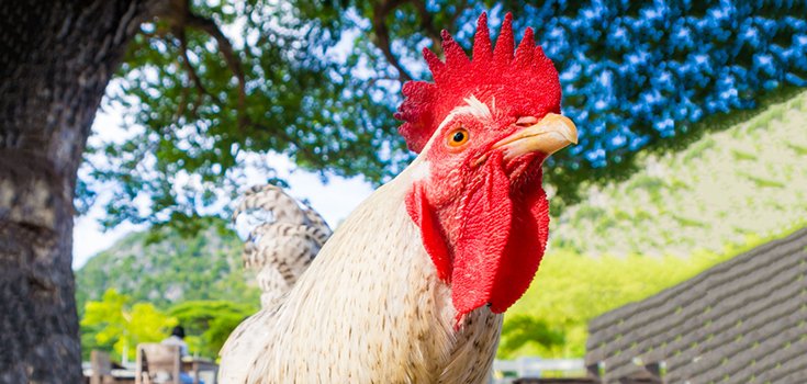 Chickens and Bugs Replace Pesticides, Herbicides for Some Farmers