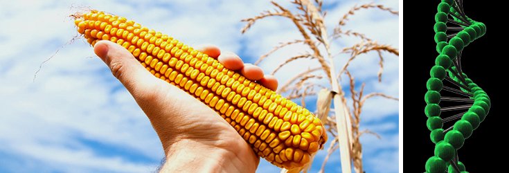 Monsanto Gets the First CRISPR License to Modify Crops