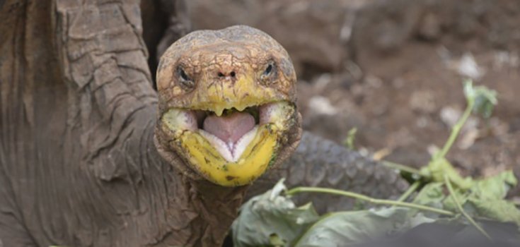 Sex-Crazed Tortoise Single-Handedly Saves His Species
