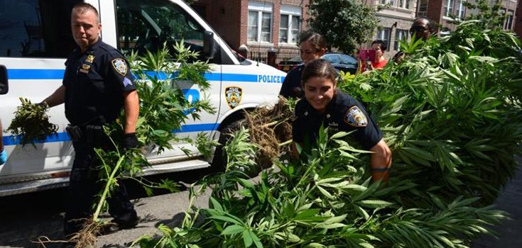 NY Police Seize HUGE 8-Foot-Tall Marijuana Plants in Big Bust