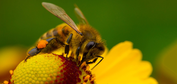 Pesticide Manufacturers’ Tests Show Their Products Threaten Bees