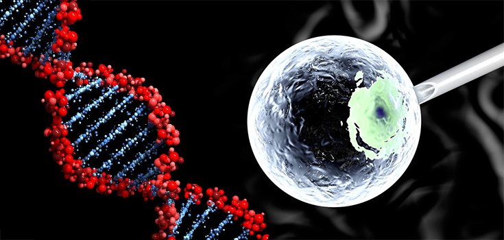 DNA editing embryo