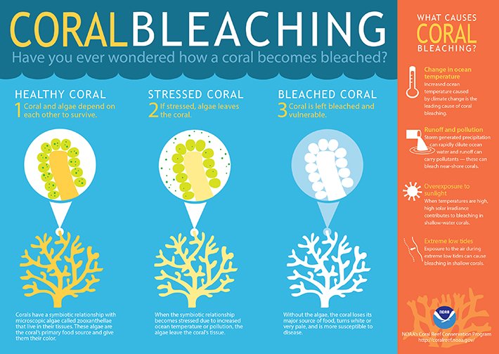 image-coralbleaching-large-710