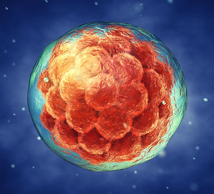 science-research-embryo-stem-cell-680