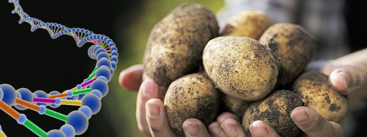 USDA Approves 2 New Types of GMO Potatoes