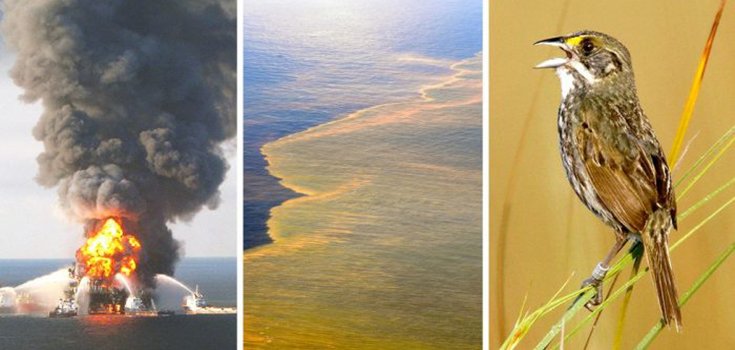 Oil from BP Spill Has Been Found in Terrestrial Birds