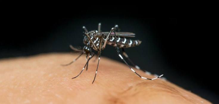 GMO Mosquito Trial Approved in the Florida Keys