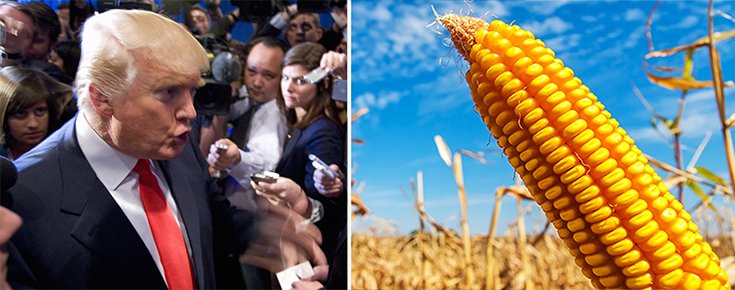 Donald Trump and GMOs