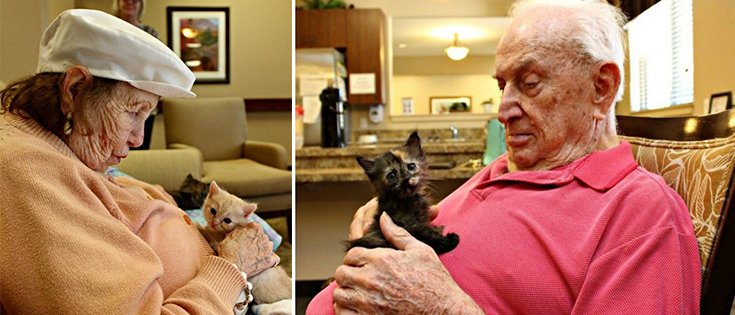 Orphaned Kittens Find Love in the Arms of Senior Citizens