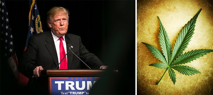 What Future Does Legal Marijuana Have Under a Trump Presidency?