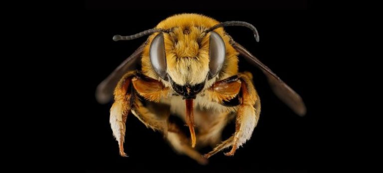 Key Report: Hundreds of Native Bee Species Buzzing Toward Extinction