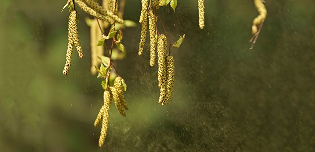Birch Betula pendula - birch pollen