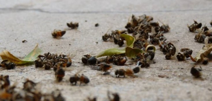 Thousands of Dead Bees Wash Ashore in South Florida