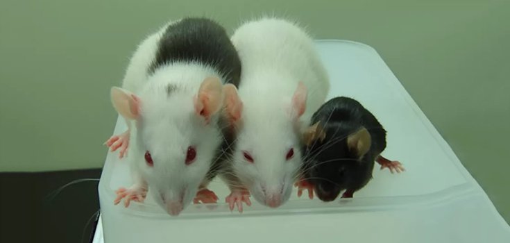 Mouse Pancreas Grown in GMO Rats Reverses Diabetes in Mice