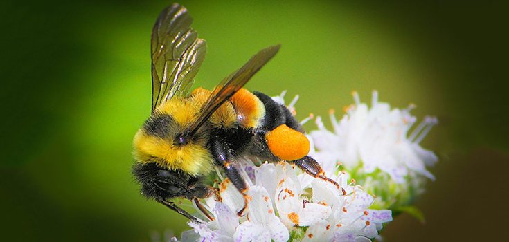 Trump Admin Delays Listing Rusty Patched Bumblebees as Endangered