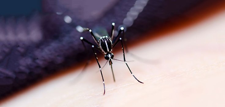 Drug-Resistant Malaria Appears in the U.K.