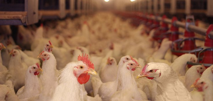 Whistleblower Reveals Why US Chickens Are Washed Down With Chlorine