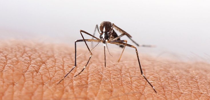 California Will Get Swamped by Millions of Mosquito-Killing … Mosquitoes