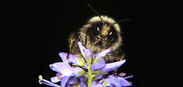 2 Studies Link Neonic Pesticides to Bee Deaths … Sort Of