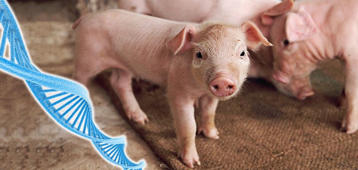 Scientists Cross Hurdle in Growing Pig Organs for Human Transplant