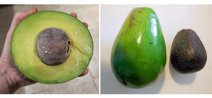 Have You Heard of the Low-Fat “SlimCado?” Avocado Incoming!