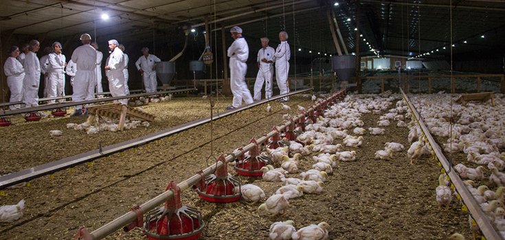 Perdue Farms Releases First Chicken Welfare Report, Says Improvements Being Made