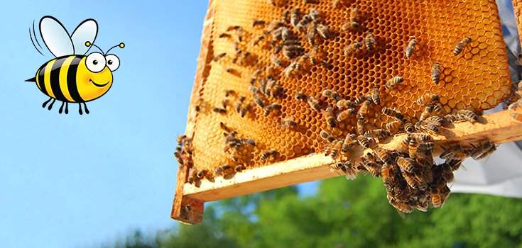 USDA Report: Bee Populations FINALLY Rising After Years of Decline