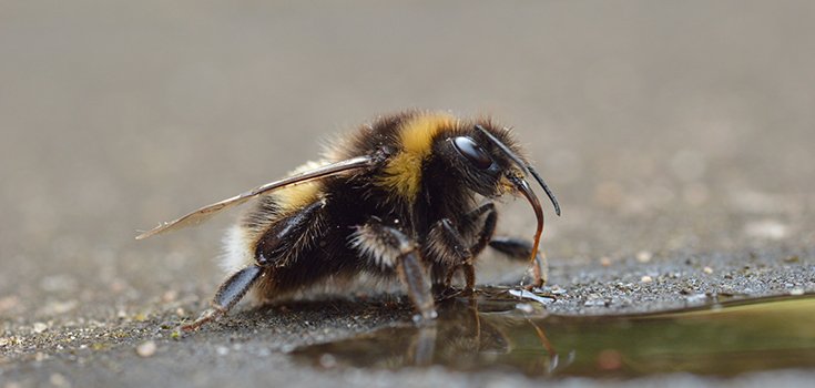 Common Pesticide may Prevent Bumblebee Queens from Laying Eggs