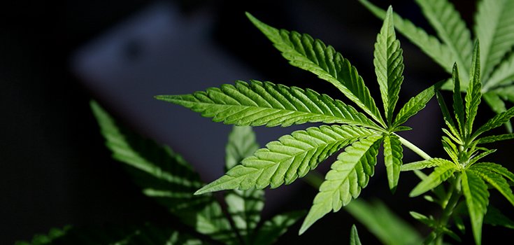 Is Marijuana Good for Mental Health? It Just Might be, Review Says
