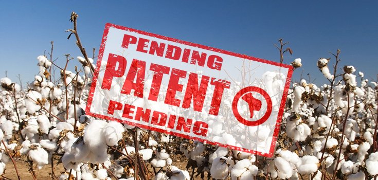 India High Court Rules Monsanto Can’t Have Bt Cotton Patent