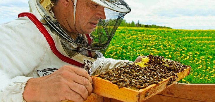 Bees Get Hooked on Pesticides Like People Get Hooked on Cigarettes