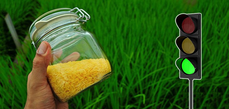 The FDA Has Approved GMO Golden Rice to Enter the U.S. Food Supply