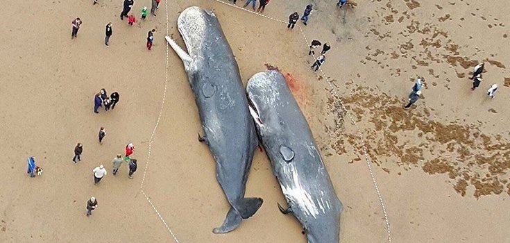 Sad News: Beached Sperm Whale Had 64 Pounds of Trash in its Body