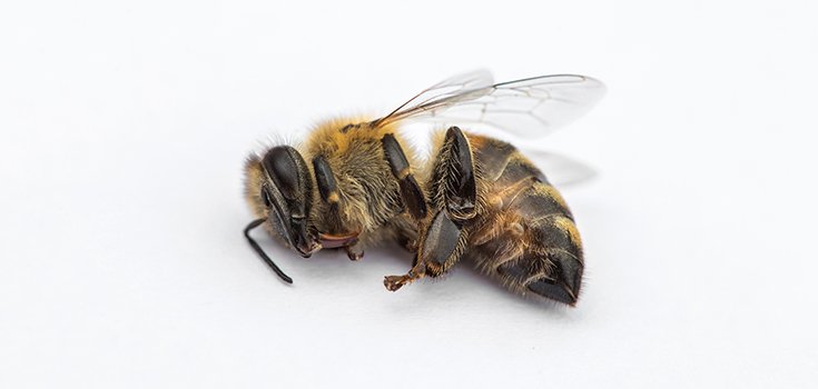 Scientists Link Honeybee Deaths to Glyphosate in New Study