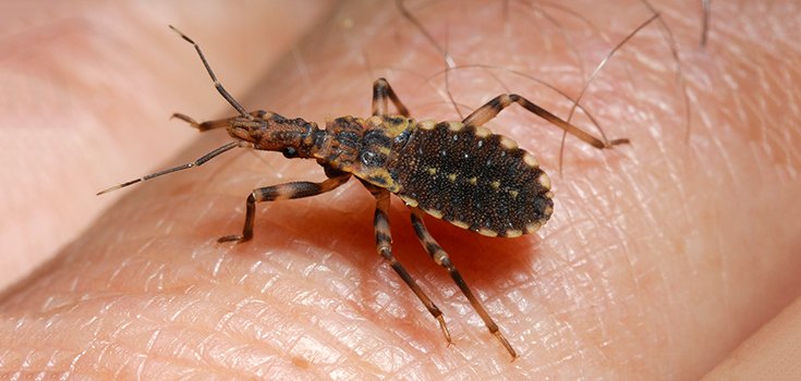How and Why You Should Prevent a Kissing Bug Infestation