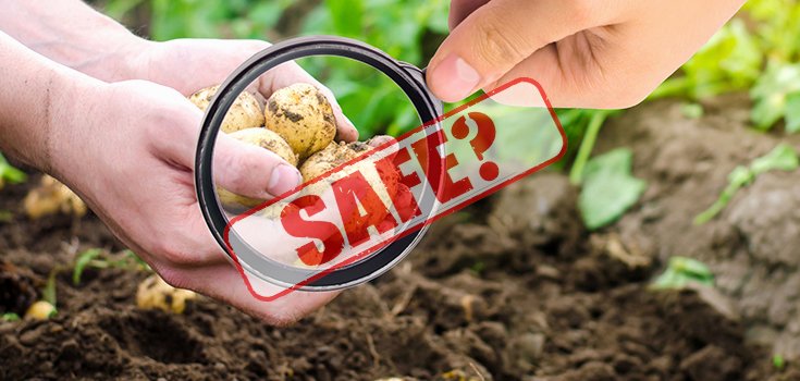 ‘High Risk’ GMO Potatoes on the Market: What the Public Needs to Know