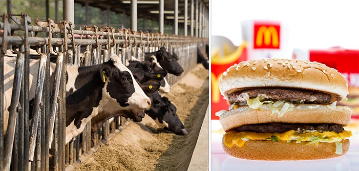 McDonald’s Announces Key Plans to Curb Antibiotic Use in Beef Supply