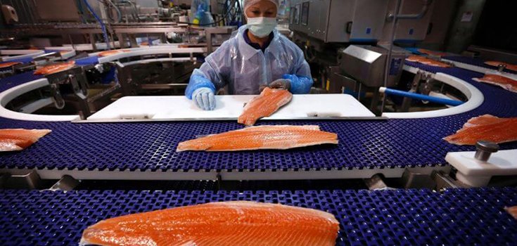Canada Launches New Risk Assessment for GMO Salmon