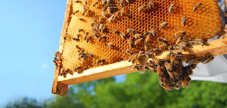 Scientists Create First-Ever Edible Honey Bee Vaccine to Protect Bees from Disease