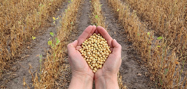 Are Farmers Being Manipulated Into Buying GMO Soybean Seeds?